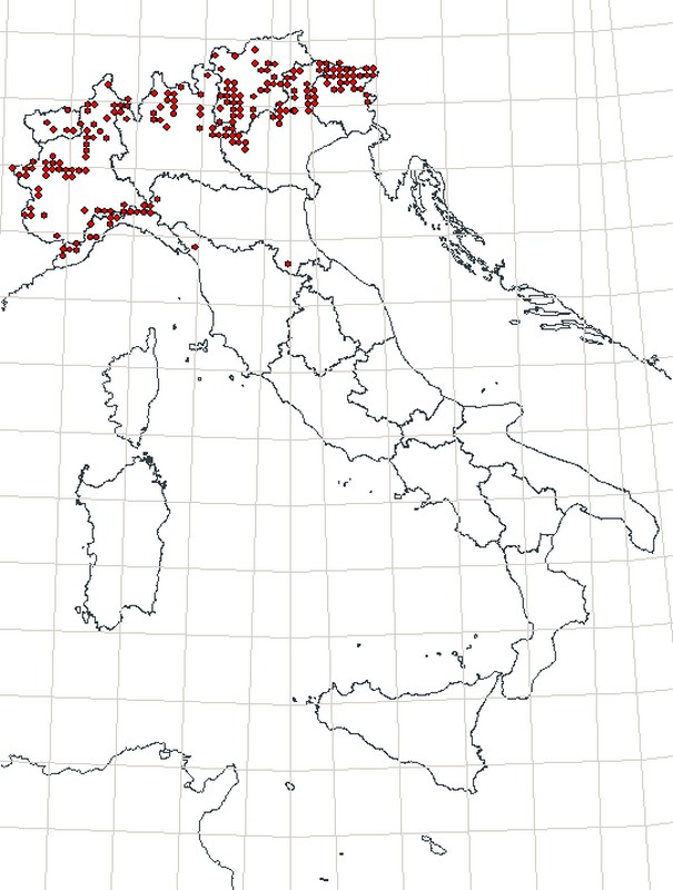 Erebia? - Erebia neoridas